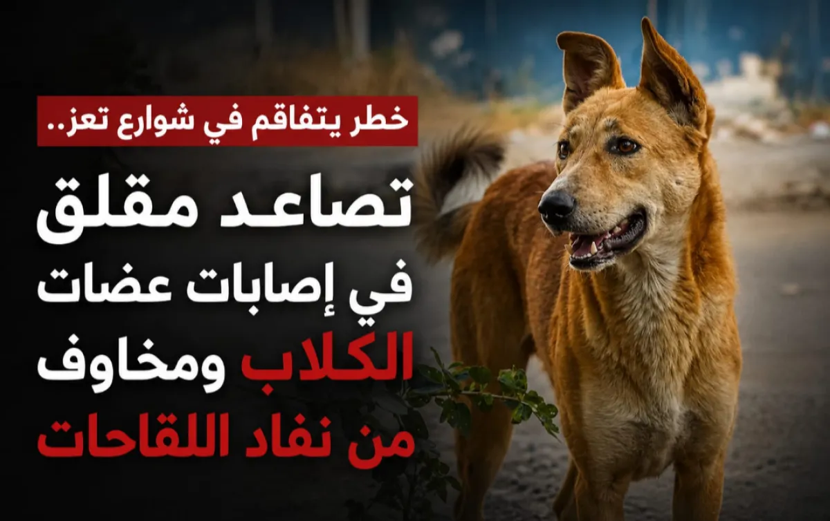خطر يتفاقم في شوارع تعز.. تصاعد مقلق في إصابات عضّات الكلاب ومخاوف من نفاد اللقاحات