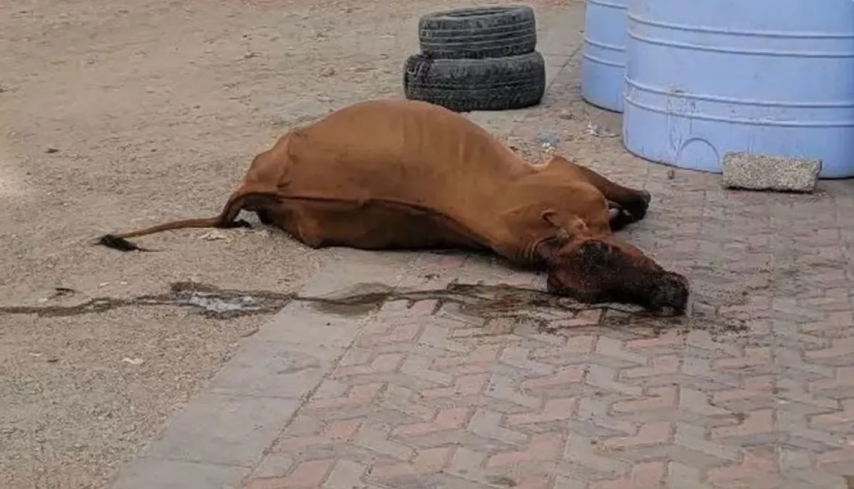 نفوق بقرة في أحد شوارع عدن بعد تناولها مخلفات من النفايات