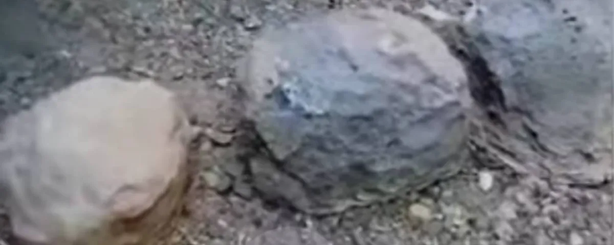 تعز .. مليشيا الحوثي تزرع عبوات الموت على شكل أحجار في مقبنة