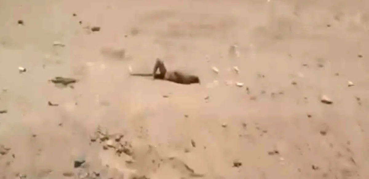 مأرب .. مليشيا الحوثي تتخلى عن جرحاها وقتلاها في الأعيرف