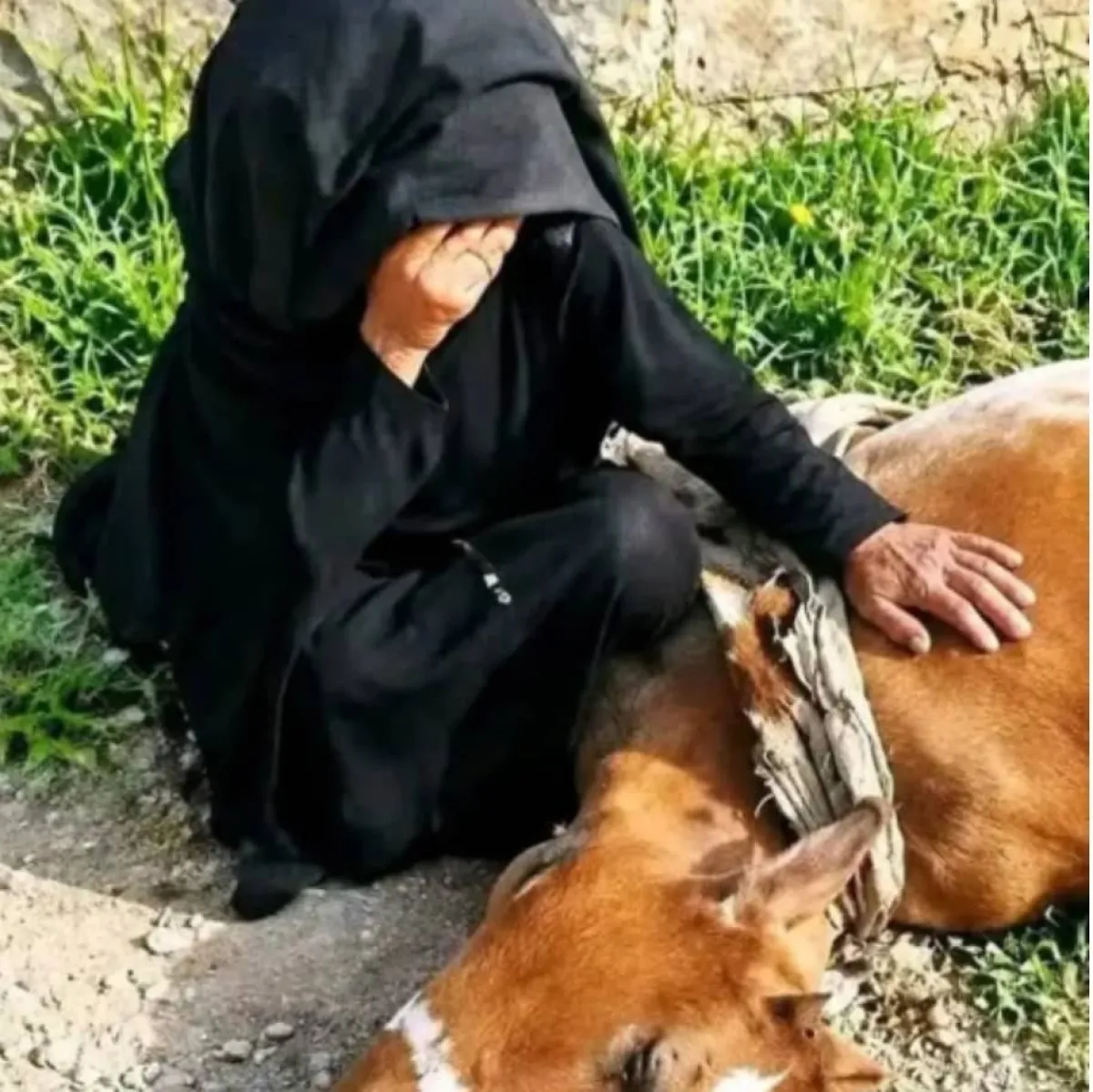إمرأة في طور الباحة تفقد مصدر رزقها بقصف لمليشيا الحوثي