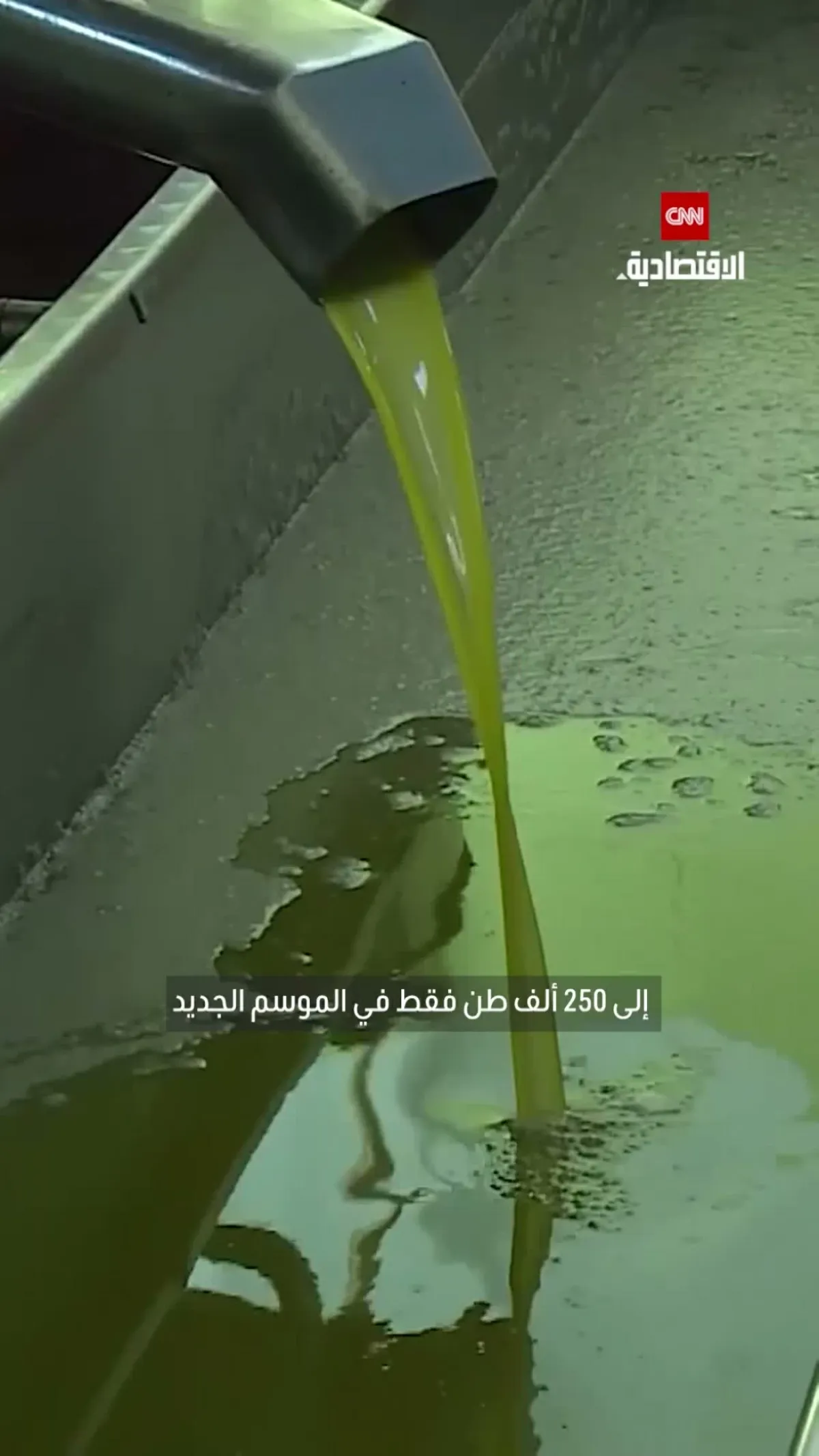 البنك المركزي يتدخل لحماية زيت الزيتون التونسي